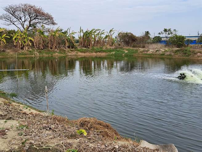 台南市養殖魚塭面積占全台之冠，這波寒流幸未受影響。（養殖業者提供／程炳璋台南傳真）