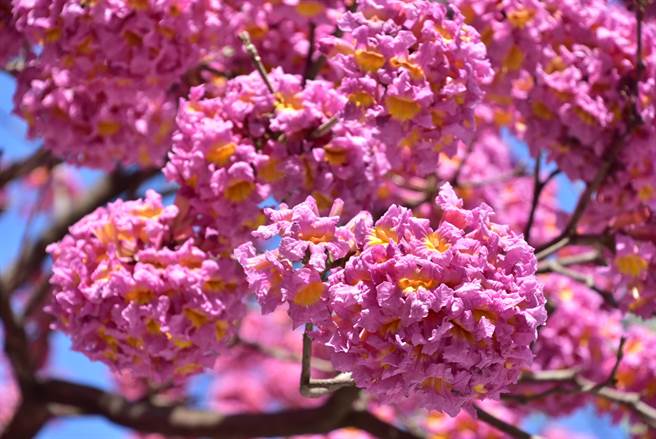 台中市多处风铃木近日陆续盛开，紫红色的花朵绽放，出现一团团的超级梦幻花团。(台中市府提供)