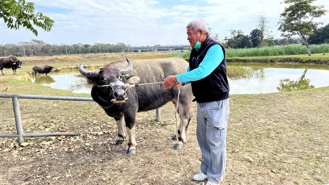 台南市安南区24日大年初三晚间9点出现1头大水牛在街上閒晃，农业局接获警方通报后，将牠安置在柳营老牛的家。（张毓翎摄）