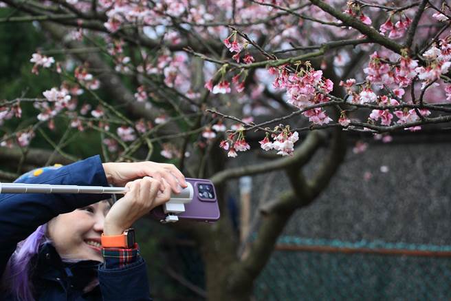 民眾利用春節年假到陽明山平菁街拍攝盛開的櫻花。（張鎧乙攝）