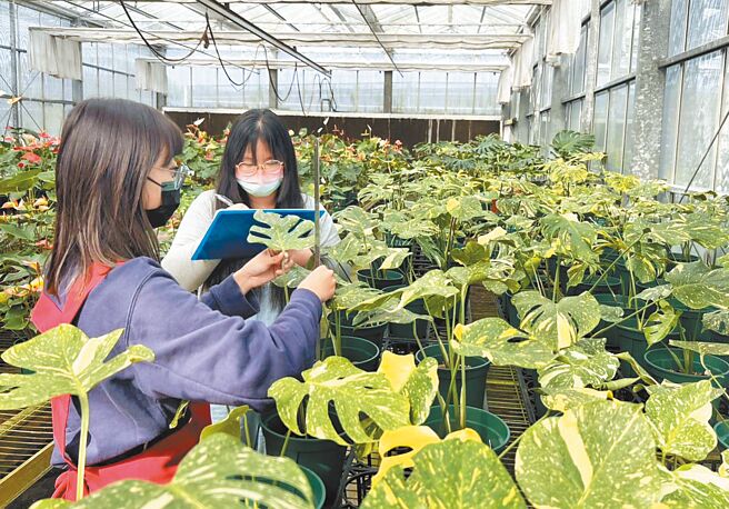 高雄区农业改良场副研究员黄雅玲十年磨一剑，研发斑叶龟背芋「曙光」，意外赶上产业热潮。（黄雅玲提供／林和生屏东传真）