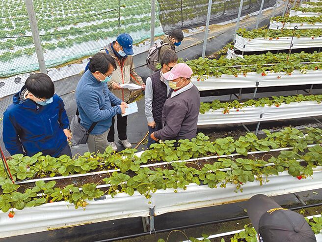 关西镇农会邀请农改场专家了解草莓农户受损状况。（关西镇农会提供／邱立雅竹县传真）