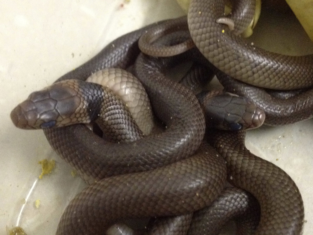 东部棕蛇Eastern Brown Snake含有剧毒，被称为世界第二毒蛇。美联社(photo:ChinaTimes)