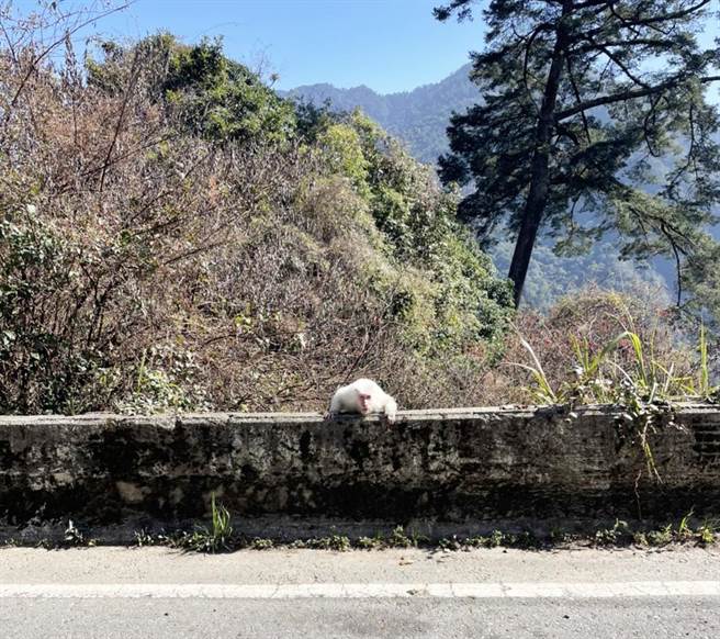 陈姓民眾29日在梨山巧遇充满灵气又萌萌哒的白猴，和中乐透一样相当难得，让民眾惊呼连连！（参山处提供）