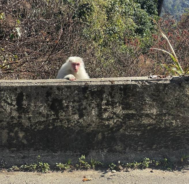 陈姓民眾29日在梨山巧遇充满灵气又萌萌哒的白猴，和中乐透一样相当难得，让民眾惊呼连连！（参山处提供）