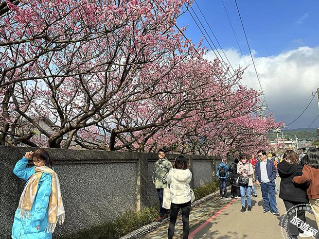 平菁街樱花(摄影：邹祝惠)