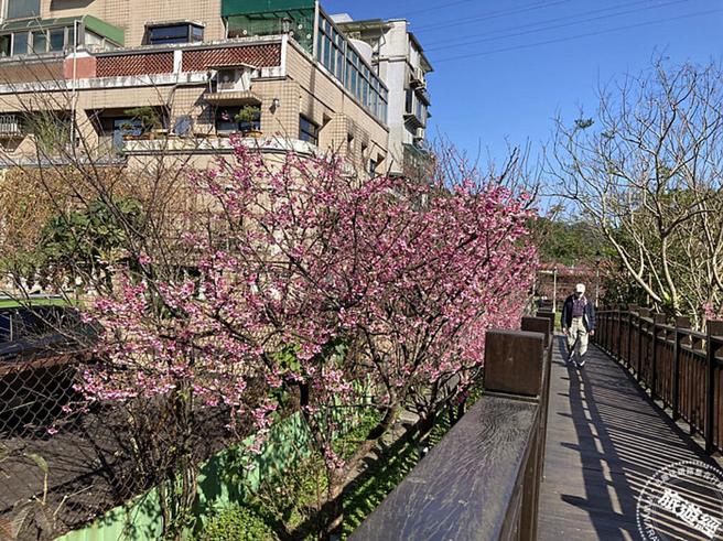 过了五分埤往东湖国中约100公尺樱花花况(图：臺北市政府工务局公园处提供)