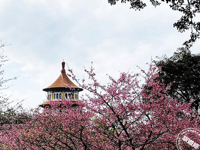 天元宫三色樱盛开