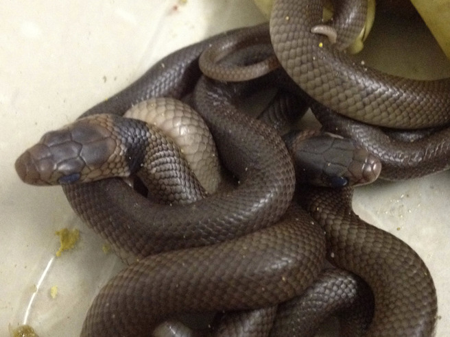 東部棕蛇(Eastern Brown Snake)含有劇毒，被稱為世界第二毒蛇。(美聯社)