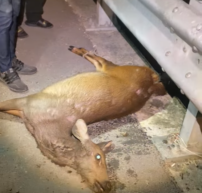 痛心！水鹿母子遭轿车路杀喷飞水圳双亡，驾驶肇逃挨批冷血。(黄小四提供)