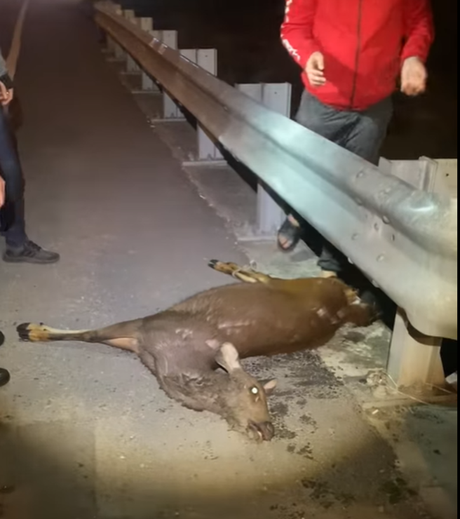 水鹿母子遭轿车路杀喷飞水圳双亡，驾驶肇逃挨批冷血。(黄小四提供)