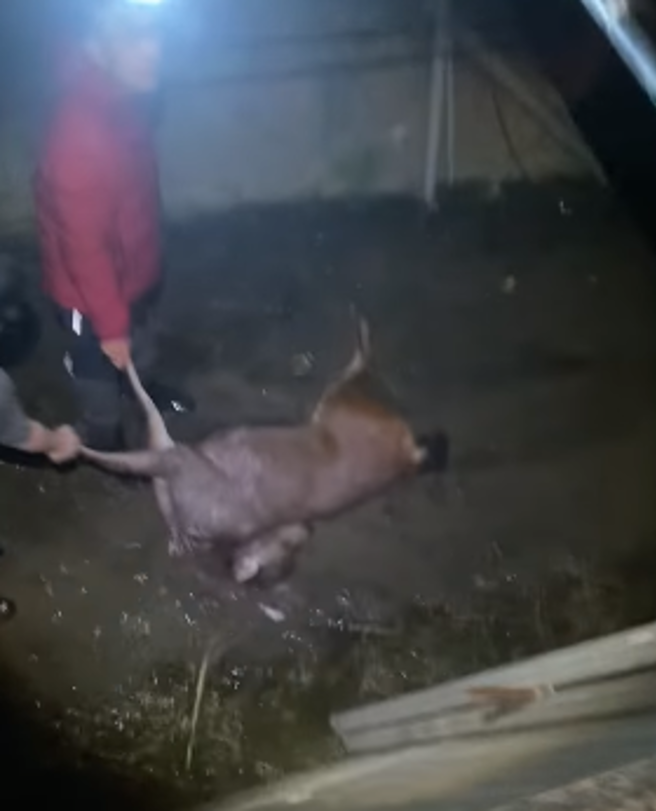 水鹿母子遭轿车路杀喷飞水圳双亡，黄小四公司员工爬下水圳救援。(黄小四提供)