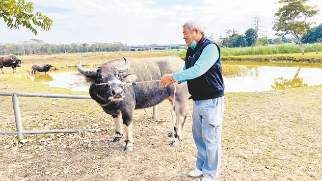 台南市安南区24日大年初三出现1头大水牛在街上閒晃，农业局接获警方通报后，目前将牠安置在柳营老牛的家。（张毓翎摄）