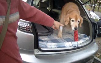 愛犬遭反鎖車內 台中男焦急攔警救援助脫困