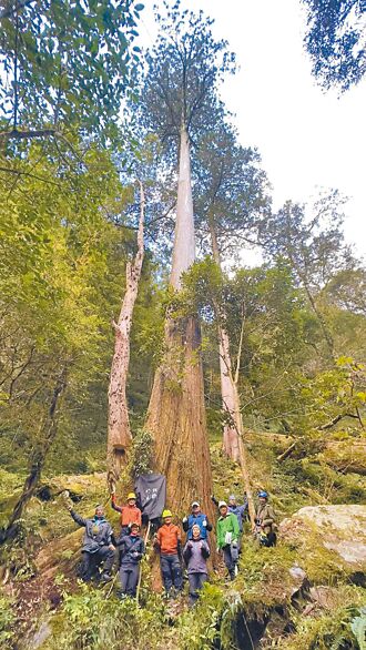 大安溪倚天劍 84.1公尺台灣杉成全台最高樹