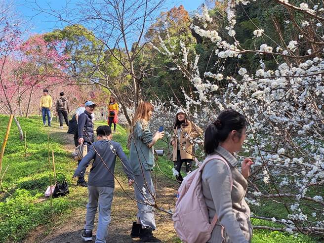 2023东势林场游乐区樱花与李花盛开，白花红花相映红、樱花与李花互争艷！(东势林场游乐区提供)