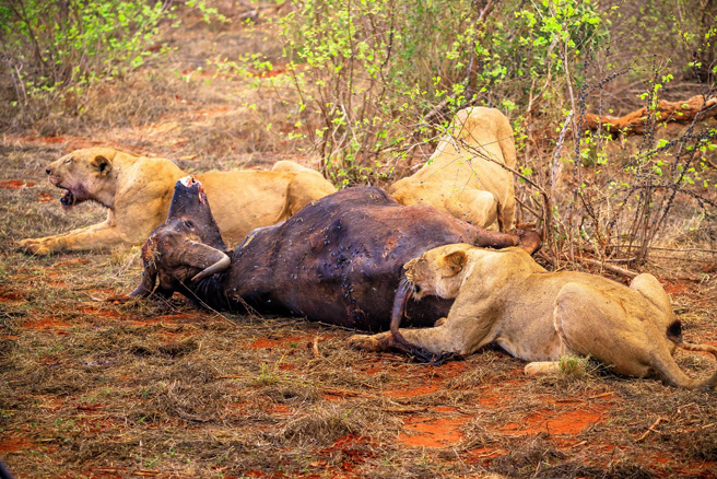 5隻獅子圍捕水牛正要享用，卻突然內鬨、相互打鬥，導致到嘴邊的大餐逃跑了。(示意圖/達志影像)