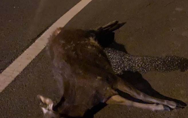 辖区快官派出所表示，特别是彰南路6段附近经常有水鹿出没，提醒民眾深夜开车经过此处，应减速慢行，保护水鹿也保护自己。(民眾提供／吴建辉彰化传真)