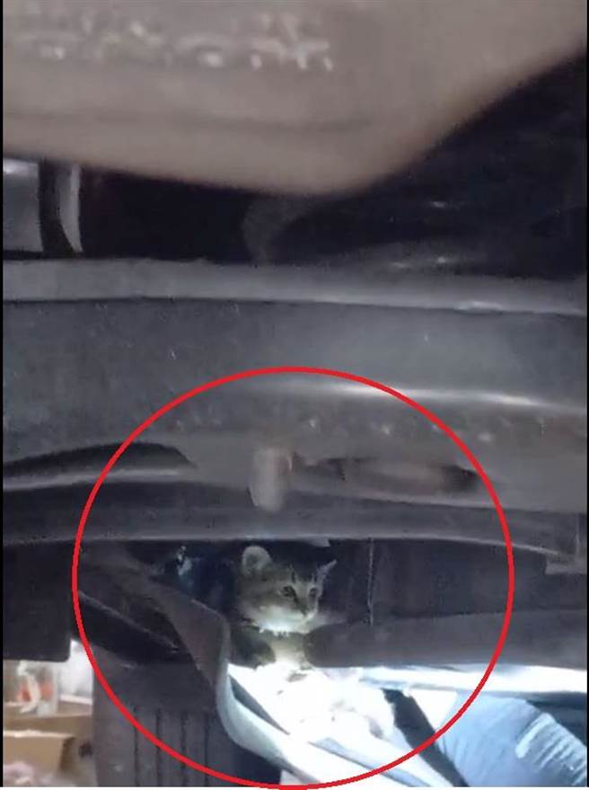 员警及修配厂眾人齐心协力下，方将受困的幼猫救出，店家也开心地将把幼猫收编。（警方提供）