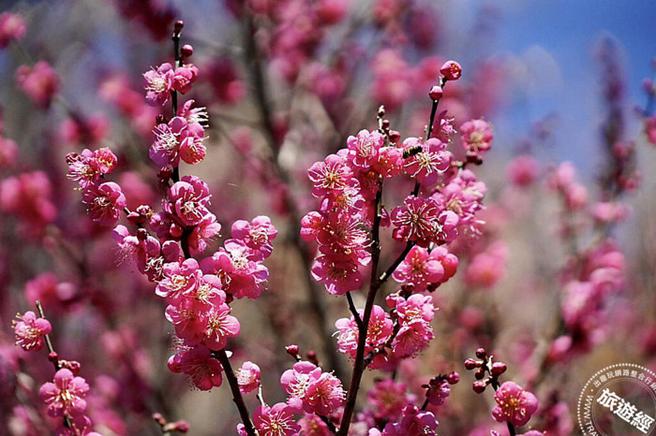 武陵农场梅花正盛开(图：武陵农场提供)
