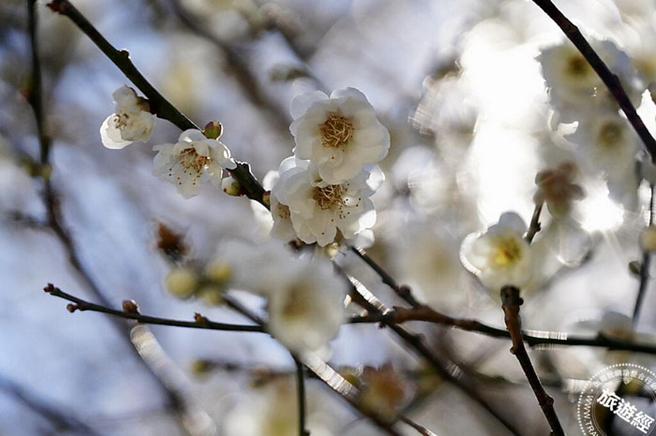 武陵农场梅花正盛开(图：武陵农场提供)
