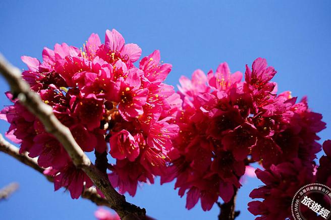 武陵农场的山樱花也开得俏皮可爱(图：武陵农场提供)