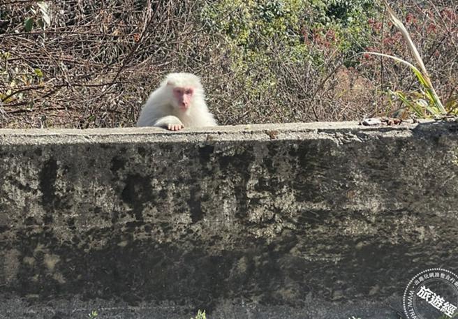 梨山道出白猴(图：参山处提供)