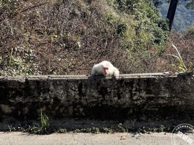 梨山道出白猴(图：参山处提供)
