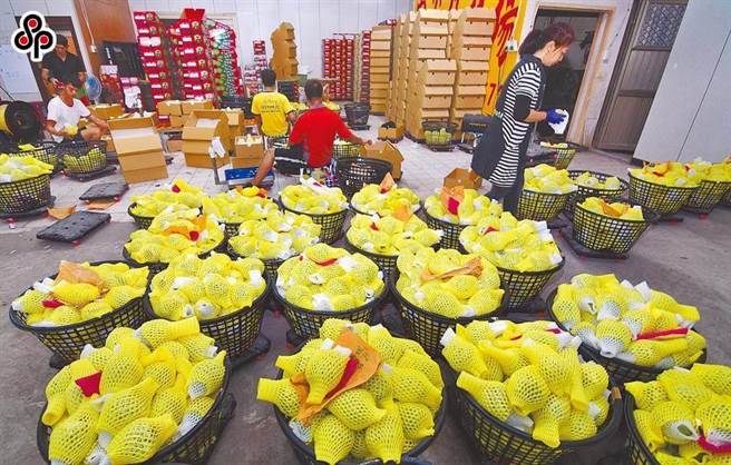 大陸海關總署自2021年9月中起暫停台灣產鳳梨釋迦輸入，現在正值鳳梨釋迦產季，農委會公布今年度的鳳梨釋迦外銷獎勵補助標準，空運每公斤高達105元。（本報系資料照）