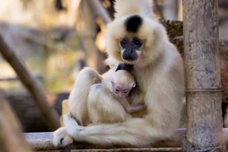 獨居5年母猿離奇產子 動物園2年後終於找到生父