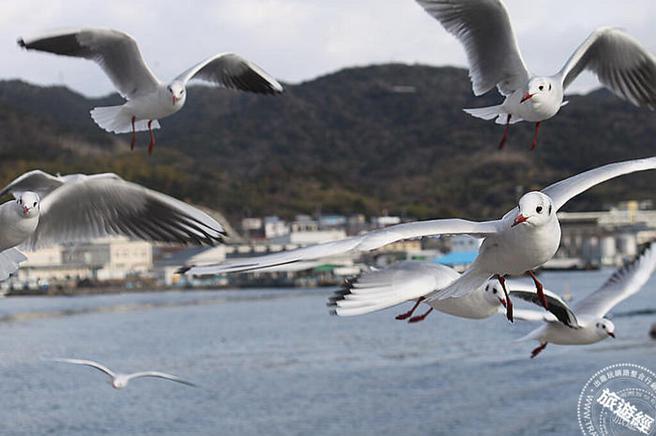 12月至3月，能观看巨大的涡流外，还可以赏成群的海鸥，甚至进行海鸥喂食。(摄影：洪书瑱)
