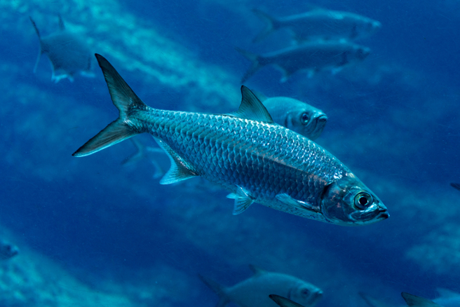 魚會不會口渴引起網友討論。（圖／shutterstock）