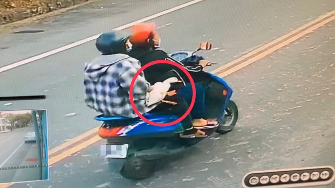 「天公生」放鞭炮！她上万宠物「柯尔鸭」吓飞，求警顺利寻回。(旗山分局提供)