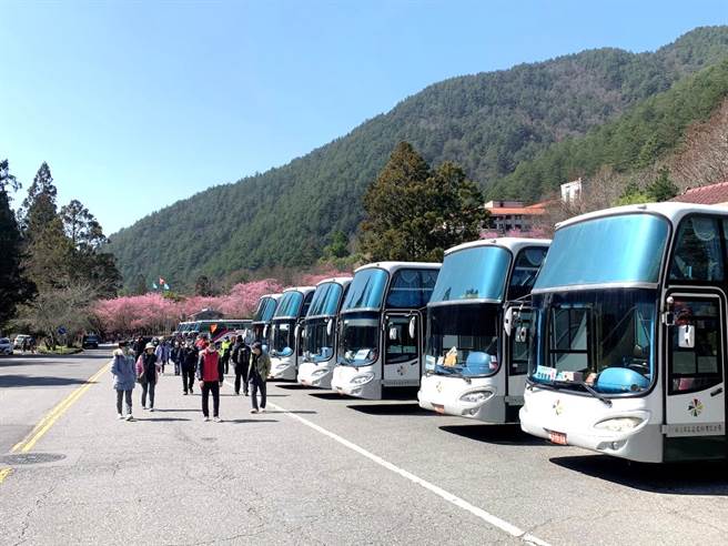 武陵农场樱花季即将开始，台中市政府交通局推APP预约赏樱专车。（交通局提供／张亦惠台中传真）
