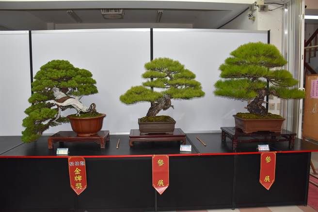 竹南镇中港慈裕宫元宵节歷史传统活动炸邯郸登场前，庙方举办盆景特展。（谢明俊摄）