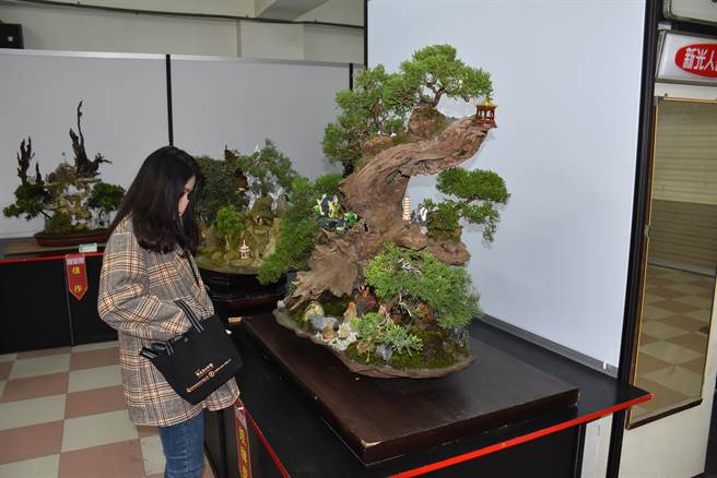 竹南镇中港慈裕宫元宵节歷史传统活动炸邯郸登场前，庙方举办盆景特展。（谢明俊摄）