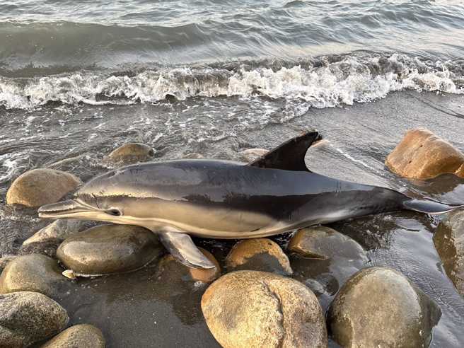 網友在南寮漁港發現一隻傷重小海豚在海邊擱淺，小海豚最後噴水死亡，目擊的網友原試圖把海豚放回海裡，但仍遭海岸打回來，後來只好將屍體放在石頭上。（翻攝自臉書「新竹爆料公社」）