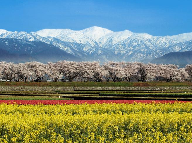 北陆地区富山朝日町的「舟川春日四重奏」，同时饱览雪山、樱花、郁金香及油菜花的美景。（雄狮旅游提供）