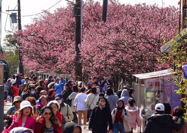 农历春节连假最后一天，不少民眾不畏寒流，携家带眷阳明山平菁街赏樱花。（黄世麒摄）