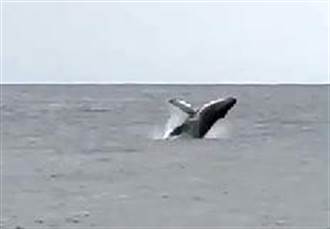 蘭嶼海域出現罕見大翅鯨母子  遊客「實在太幸運了」