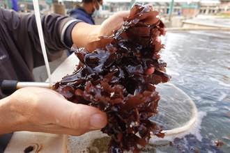 海藻固碳抗暖化 將成台灣淨零減碳關鍵角色