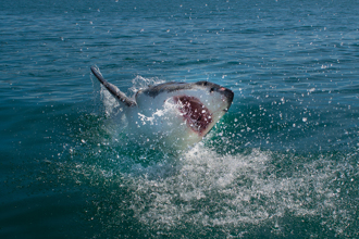 8歲男童浮潛完爬上船 下秒衝出鯊魚突襲 驚悚畫面曝