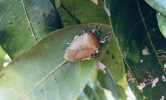 「蟲蟲危機」將來臨！荔枝椿象甦醒在即 農業局呼籲加強防治