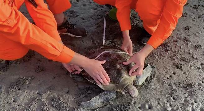 海巡署中部分署第三岸巡隊，昨日於溫寮燈塔前方岸際沙灘發現1隻活體綠蠵龜擱淺，隨派員攜帶救援桶至現場處置。(海巡署中部分署提供)