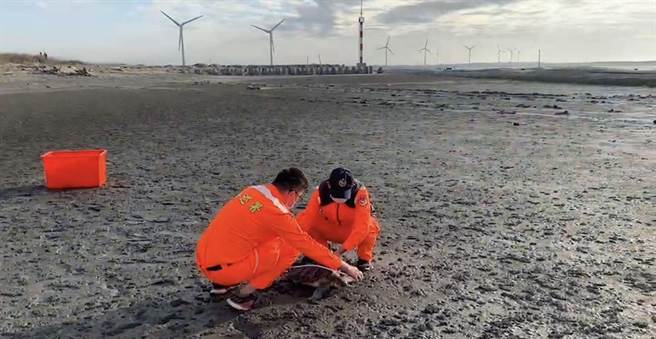 海巡署中部分署第三岸巡隊，昨日於溫寮燈塔前方岸際沙灘發現1隻活體綠蠵龜擱淺，隨派員攜帶救援桶至現場處置。(海巡署中部分署提供)