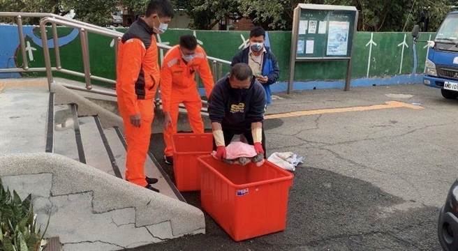 海巡署中部分署第三岸巡隊，昨日於溫寮燈塔前方岸際沙灘發現1隻活體綠蠵龜擱淺，隨派員攜帶救援桶至現場處置。(海巡署中部分署提供)