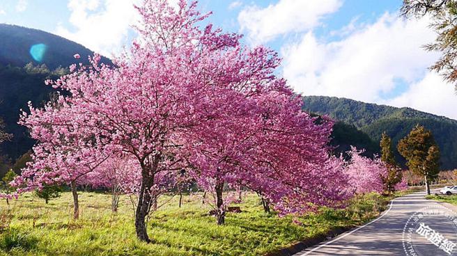 武陵農場櫻花季為2.7至2.28(圖：武陵農場提供)
