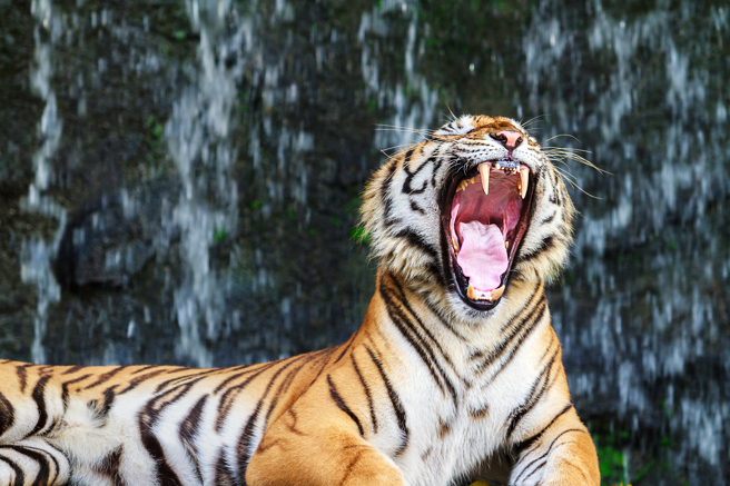 大陸動物園一隻老虎打噴嚏，宛如霰彈槍射擊的聲音，讓不少網友直呼很有趣。(示意圖/達志影像)