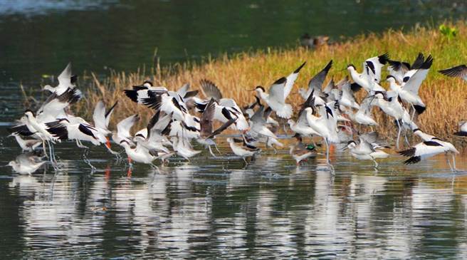 市府指出，近期金城湖出现在台湾非常罕见的反嘴鸻，有着上翘弯嘴、黑白羽色及细细的蓝灰色长脚。 ​​（新竹市政府提供／王惠慧新竹传真）
