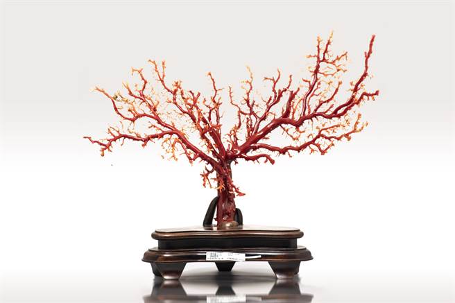 珊瑚树。（台北分署提供）